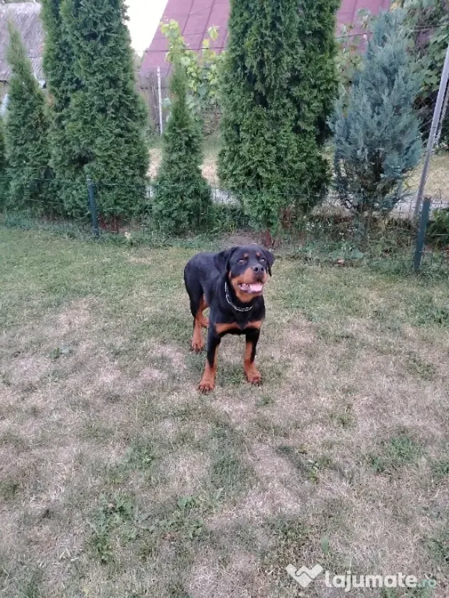 Vând pui Rottweiler femela