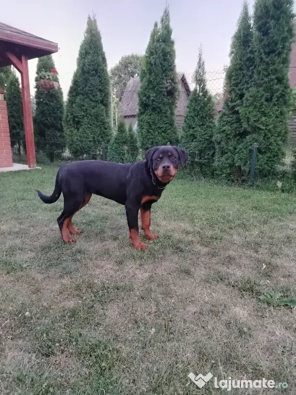 Vând pui Rottweiler femela