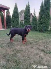 Vând pui Rottweiler femela 