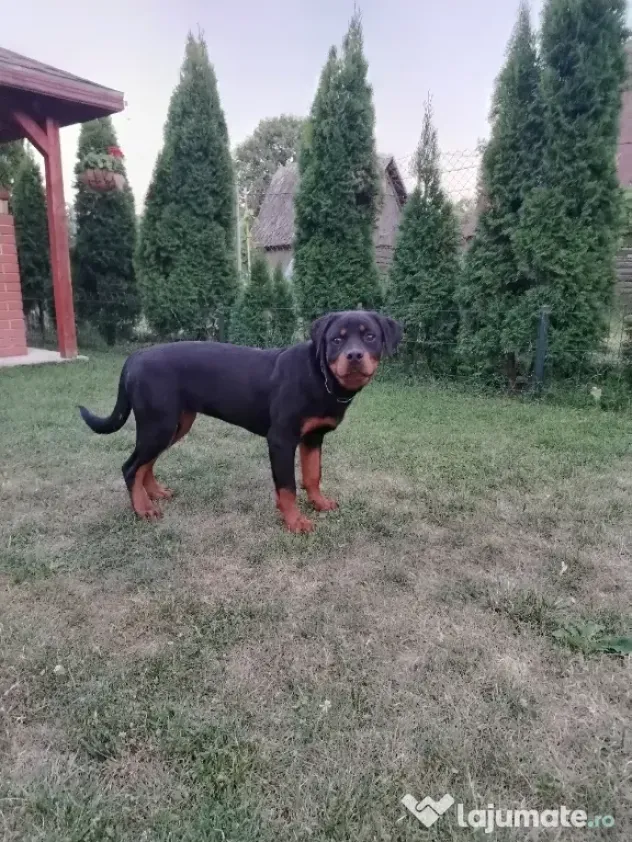 Vând pui Rottweiler femela