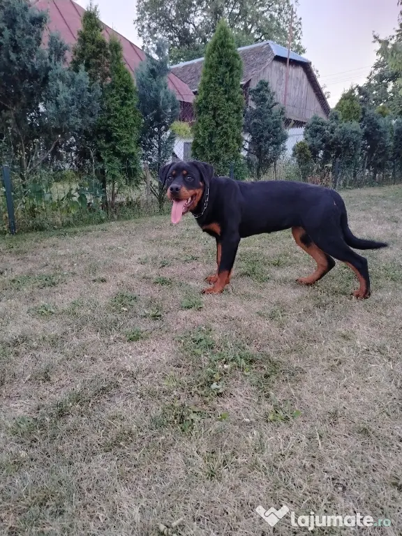 Vând pui Rottweiler femela