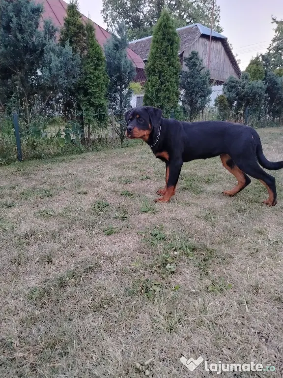 Vând pui Rottweiler femela