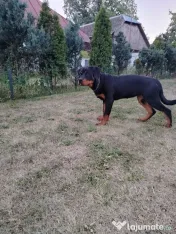 Vând pui Rottweiler femela 