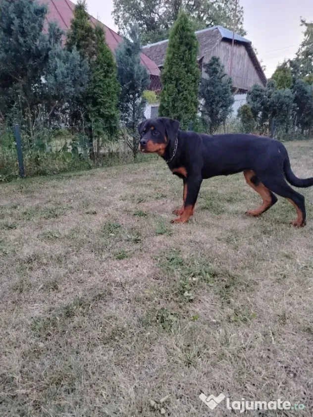Vând pui Rottweiler femela