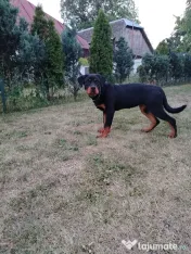 Vând pui Rottweiler femela 