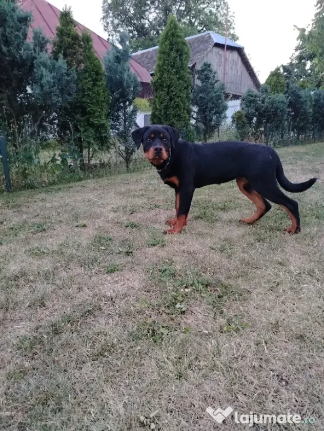 Vând pui Rottweiler femela