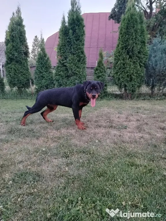 Vând pui Rottweiler femela
