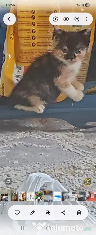 pisici scottish drăgălaș