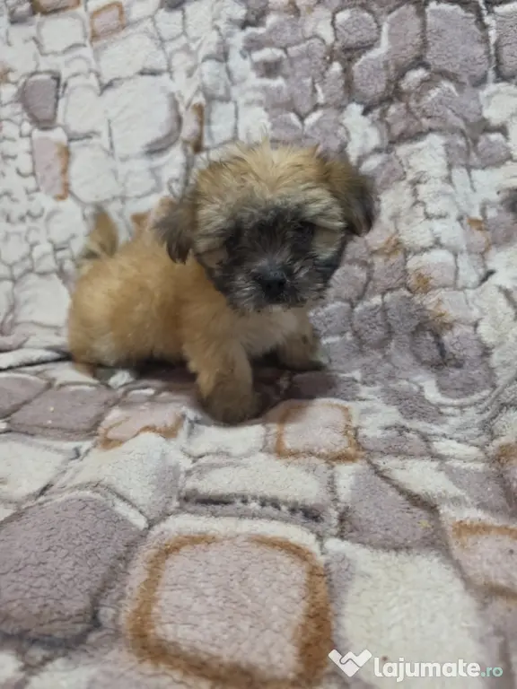 Bichon talie mica