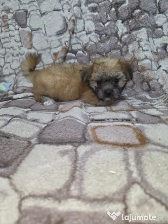 Bichon talie mica