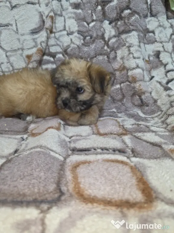 Bichon talie mica