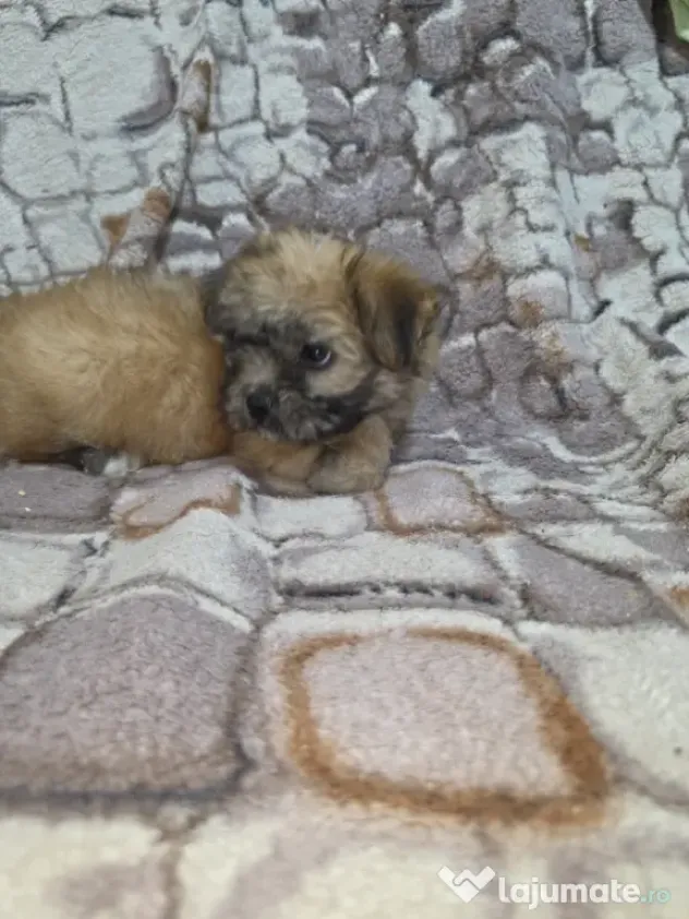 Bichon talie mica