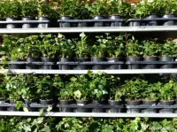 Iedera helix gard viu vesnic verde -100 buc