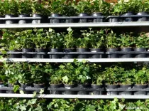 Iedera helix gard viu vesnic verde -100 buc
