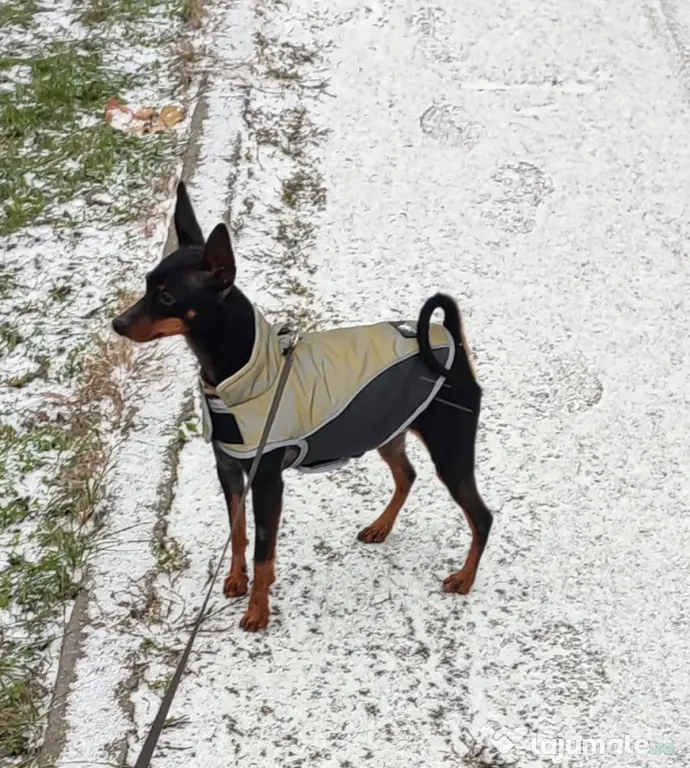 Vănd Pinscher 3 ani