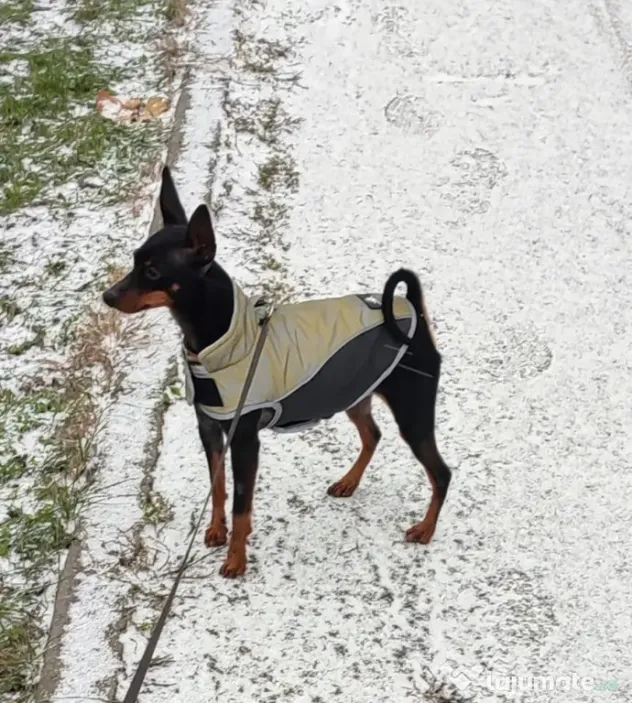 Vănd Pinscher 3 ani