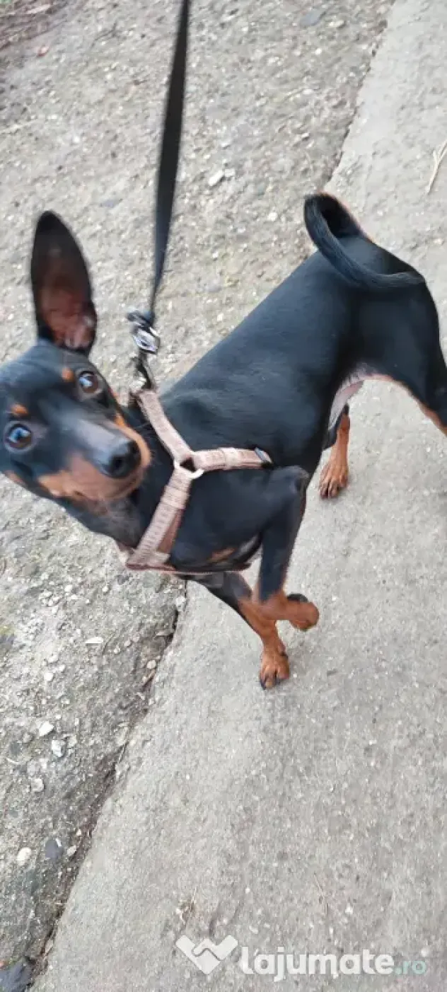 Vănd Pinscher 3 ani