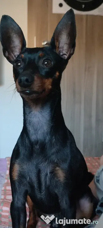 Vănd Pinscher 3 ani