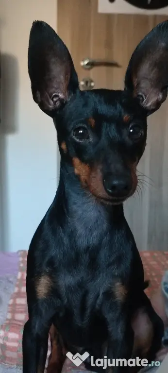 Vănd Pinscher 3 ani
