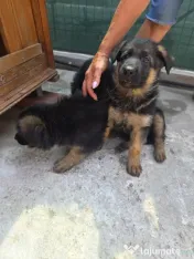 Ciobanesc German 