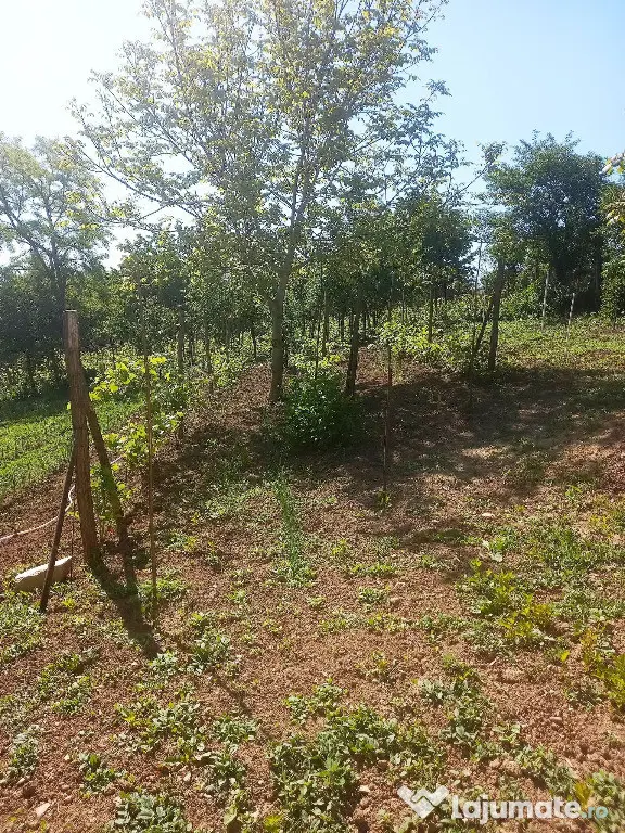 Casă in vanzare Vaslui teren 1100 mp 114 mp constructie 2 camere