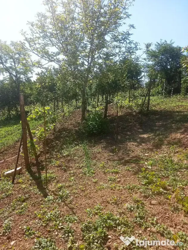Casă in vanzare Vaslui teren 1100 mp 114 mp constructie 2 camere