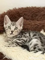 Puiuți pisica Bengală disponibili – pedigree WCF