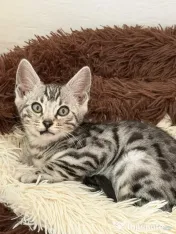 Puiuți pisica Bengală disponibili – pedigree WCF