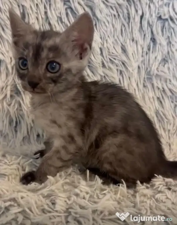 Puiuți pisica Bengală disponibili – pedigree WCF