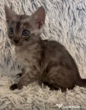 Puiuți pisica Bengală disponibili – pedigree WCF