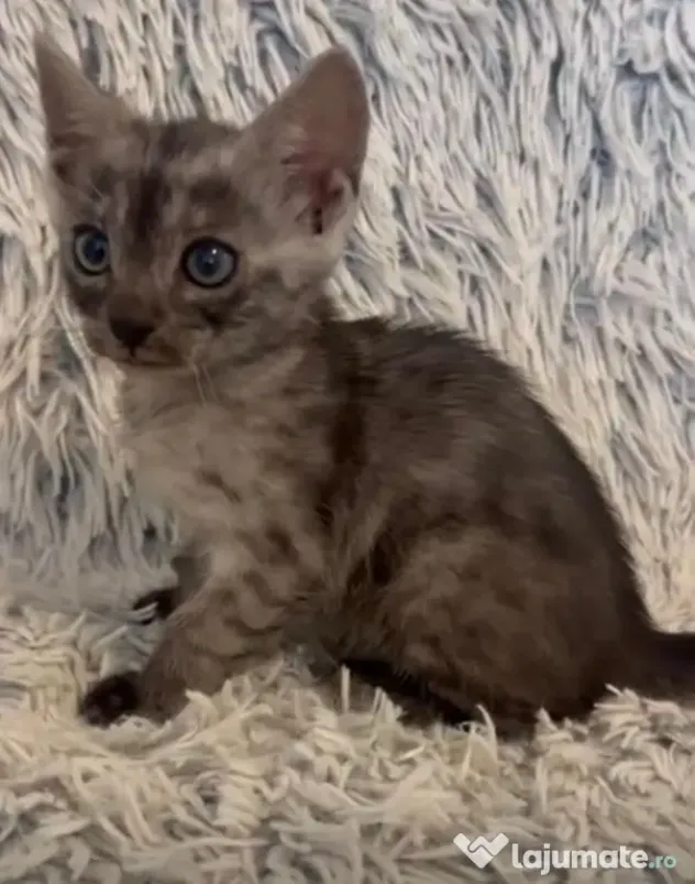 Puiuți pisica Bengală disponibili – pedigree WCF
