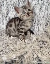 Puiuți pisica Bengală disponibili – pedigree WCF