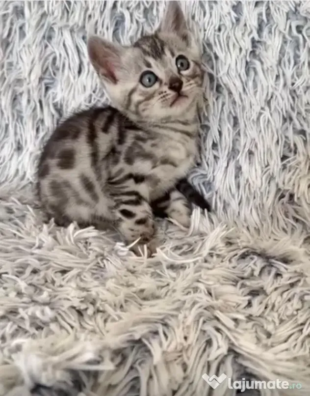 Puiuți pisica Bengală disponibili – pedigree WCF