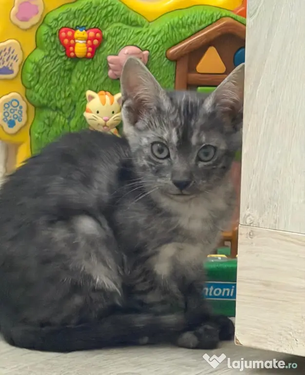 Puiuți pisica Bengală disponibili – pedigree WCF