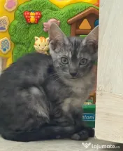 Puiuți pisica Bengală disponibili – pedigree WCF