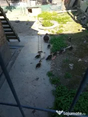 Rata muta cu ratuste 