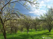 Moșia boierească din vârf de deal, Scorțeni - Prahova!