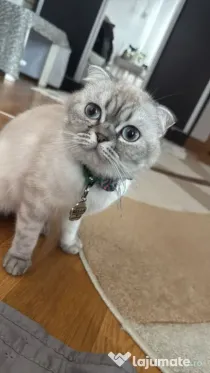 Pisică Scottish Fold