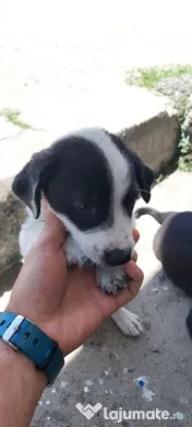 Catelusi jucausi talie mica adoptie 
