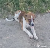 Catelusi jucausi talie mica adoptie 