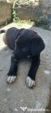 Catelusi jucausi talie mica adoptie 