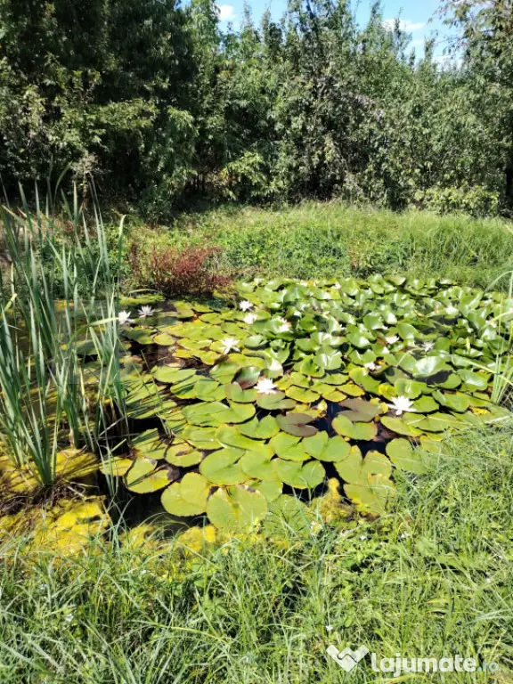 Casă cu teren, livadă, lac și izvor - ideală pentru locu