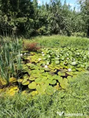 Casă cu teren, livadă, lac și izvor - ideală pentru locu
