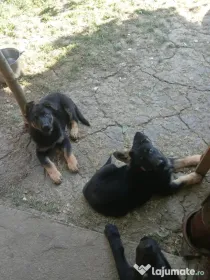 Vand ciobanesti germani