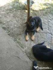 Vand ciobanesti germani 