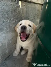 Labrador pui Radauti 