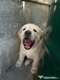 Labrador pui Radauti