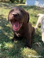 Labrador pui Radauti 