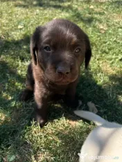 Labrador pui Radauti 