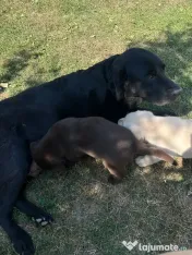 Labrador pui Radauti 